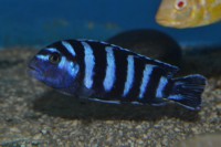 /album/fotogalerie/pseudotropheus-demasoni-jpg1/